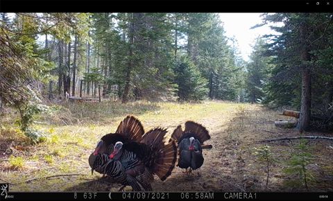 Tiny photo for 3039 and 3005 Foothill Road, Kalispell, MT 59901 (MLS # 30071332)