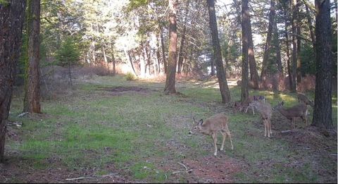 Tiny photo for 13275 Balsamroot Road, Lolo, MT 59847 (MLS # 30068369)