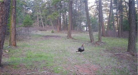Tiny photo for 13275 Balsamroot Road, Lolo, MT 59847 (MLS # 30068369)