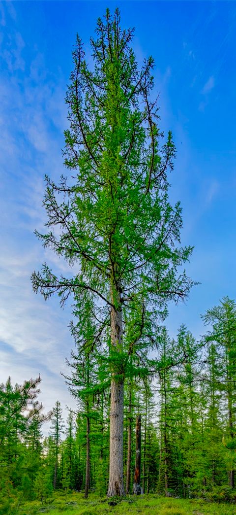 Tiny photo for NHN Stoner Lake Road, Condon, MT 59826 (MLS # 30065775)