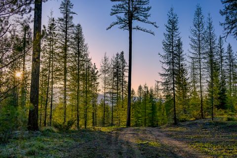 Tiny photo for NHN Stoner Lake Road, Condon, MT 59826 (MLS # 30065775)