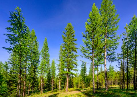 Tiny photo for NHN Stoner Lake Road, Condon, MT 59826 (MLS # 30065775)