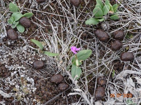 Tiny photo for TBD Logging Creek Road, Monarch, MT 59463 (MLS # 30076956)