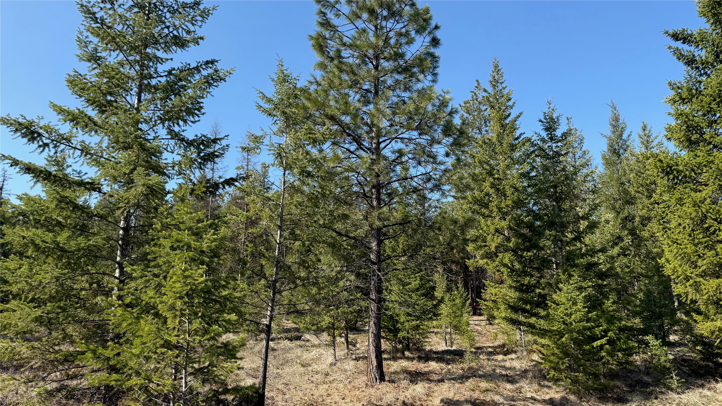 TBD Kootenai Echo Trail