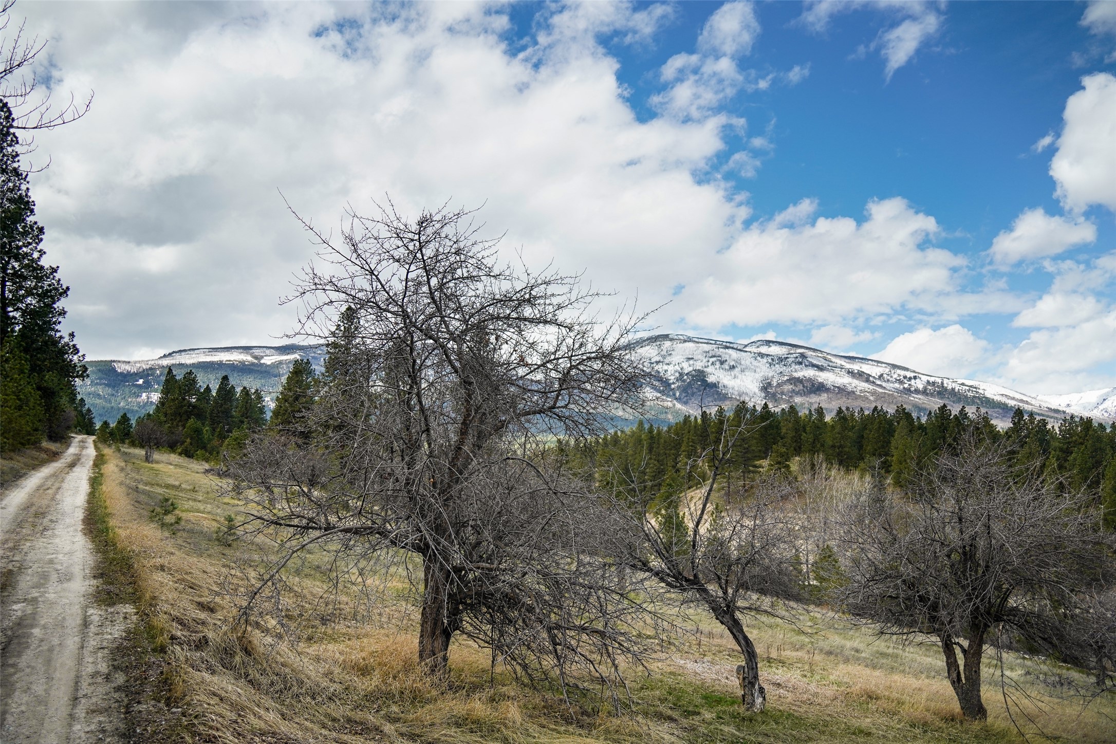 204 Camas Orchard Trail