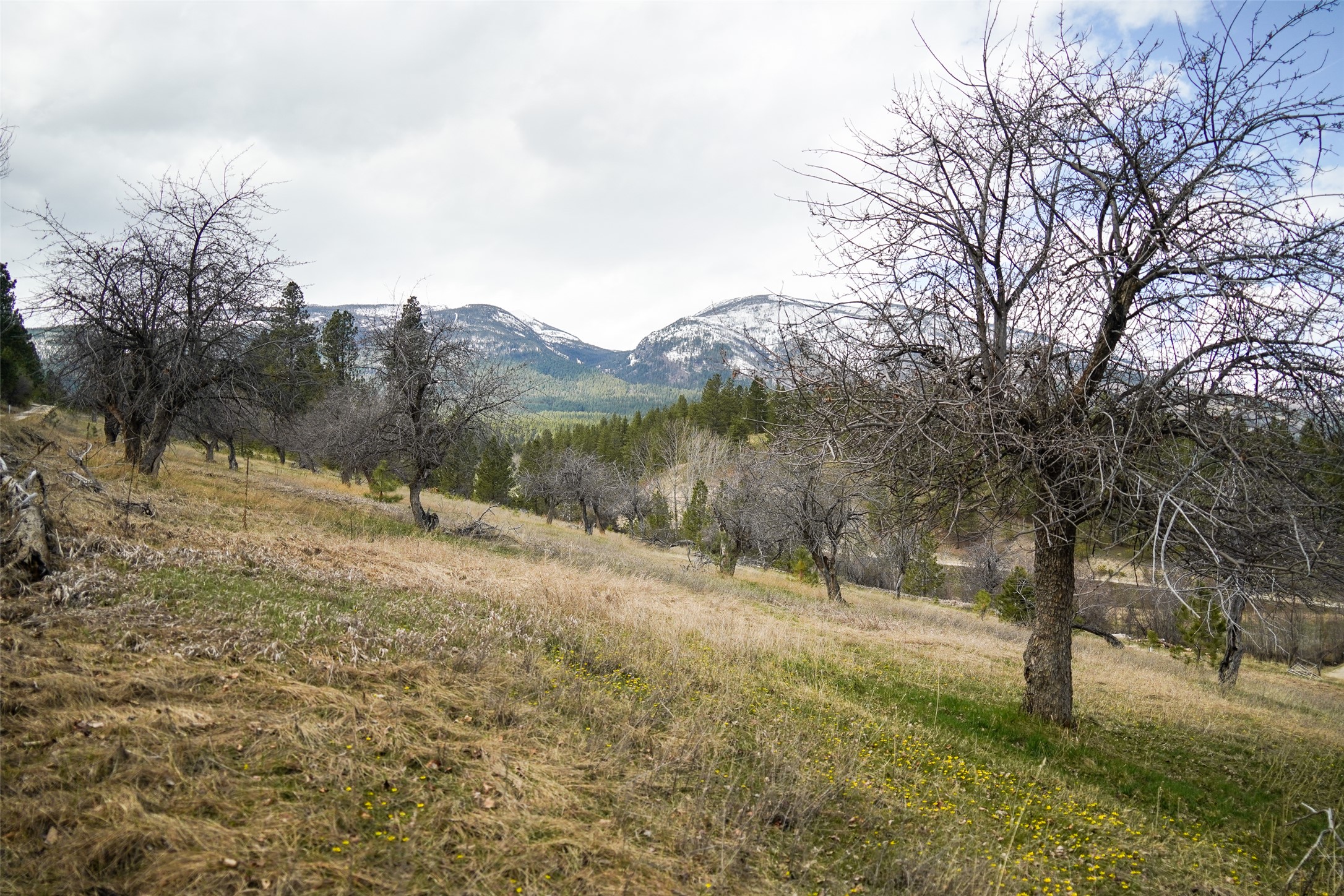 204 Camas Orchard Trail