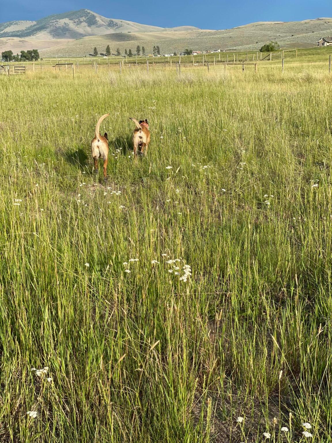 Hot Springs, Montana 59845, United States, ,Land,Pending,74150