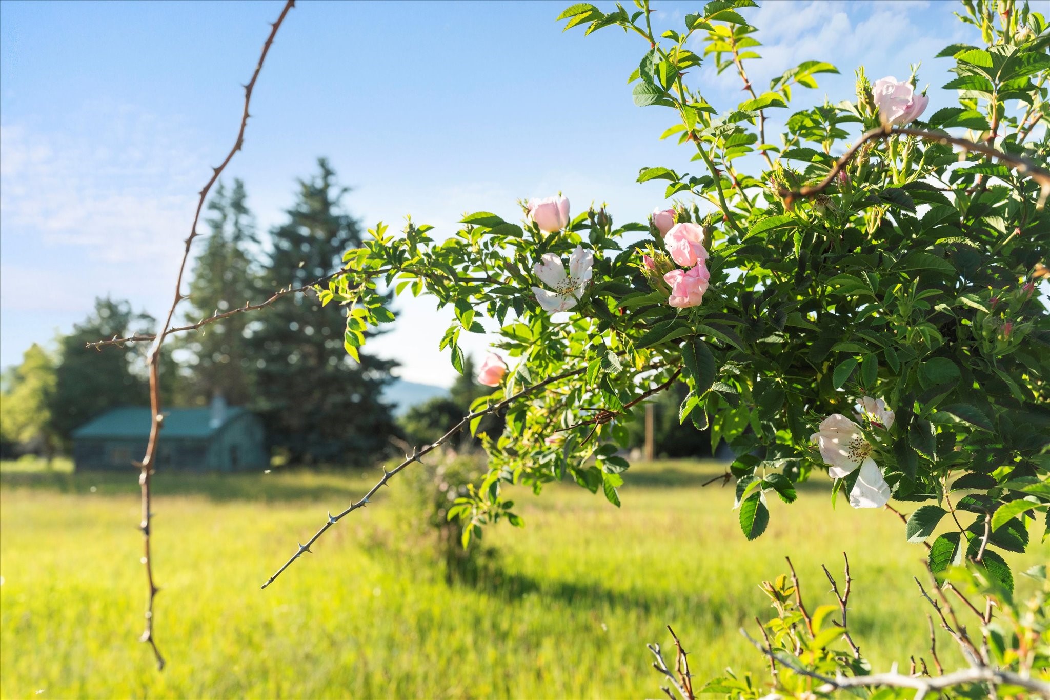 Polson, Montana 59860, United States, 3 Bedrooms Bedrooms, ,2 BathroomsBathrooms,Residential,Active,54316