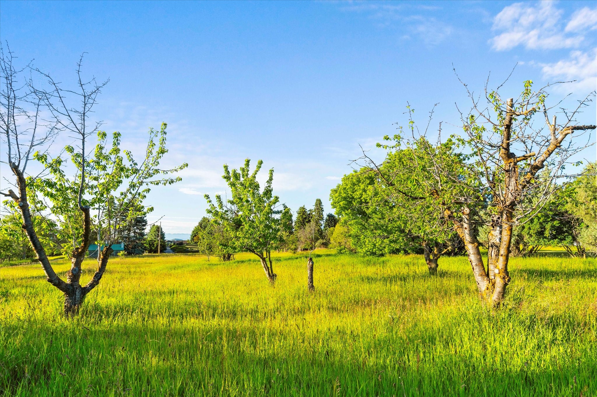 Polson, Montana 59860, United States, 3 Bedrooms Bedrooms, ,2 BathroomsBathrooms,Residential,Active,54316