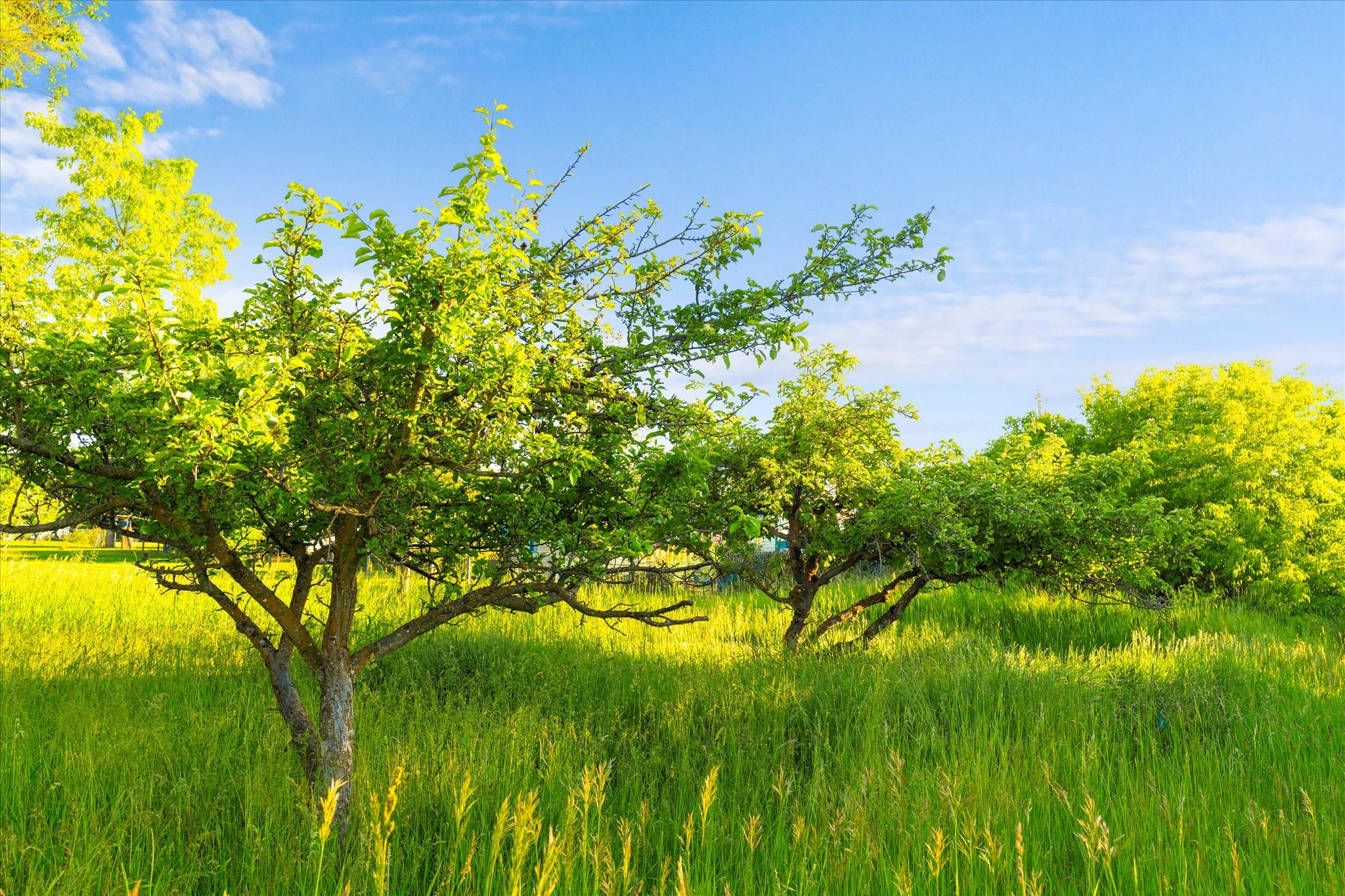 Polson, Montana 59860, United States, 3 Bedrooms Bedrooms, ,2 BathroomsBathrooms,Residential,Active,54316