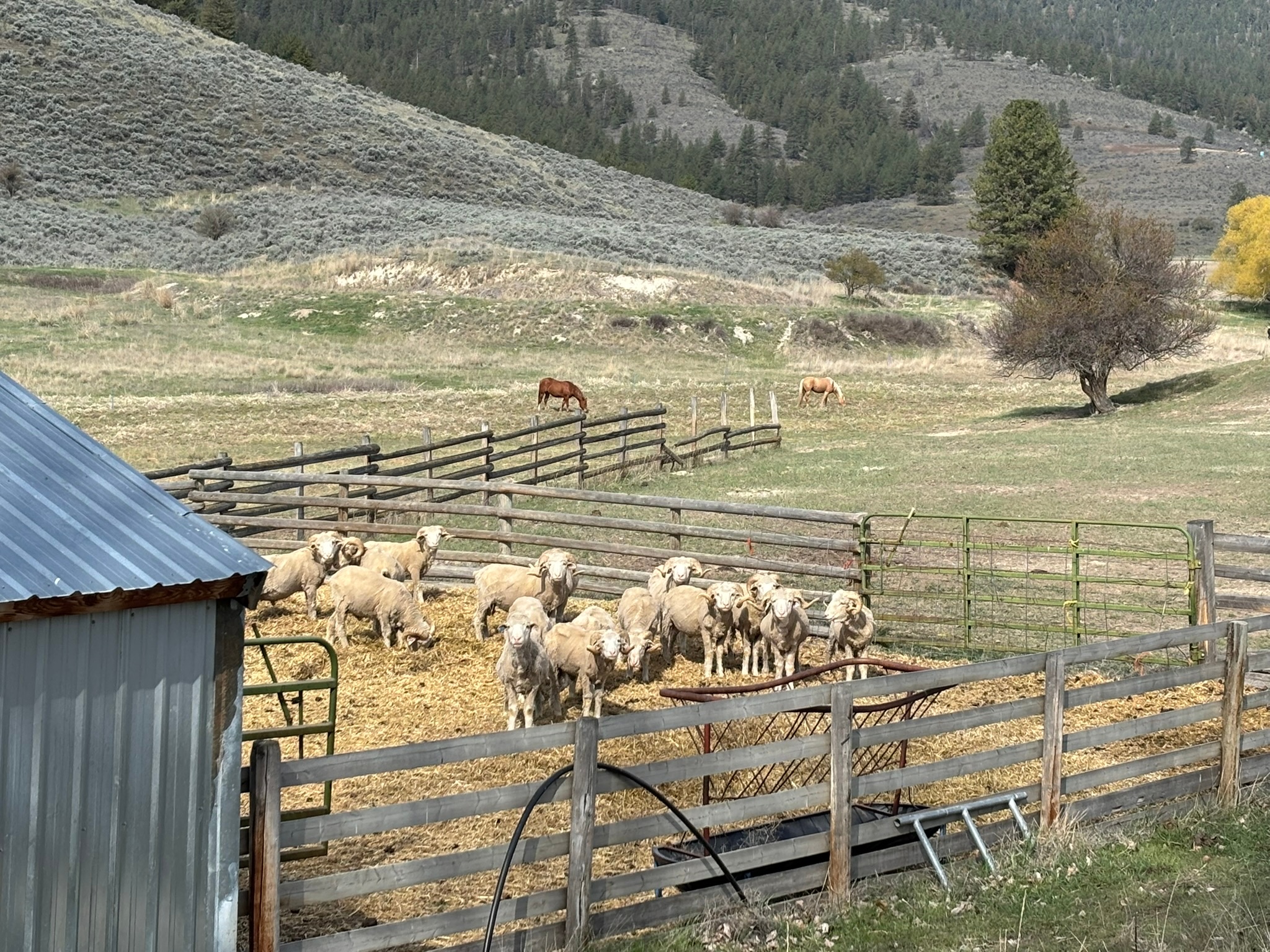 3 Finley Gulch Road (320 Acre Ranch)