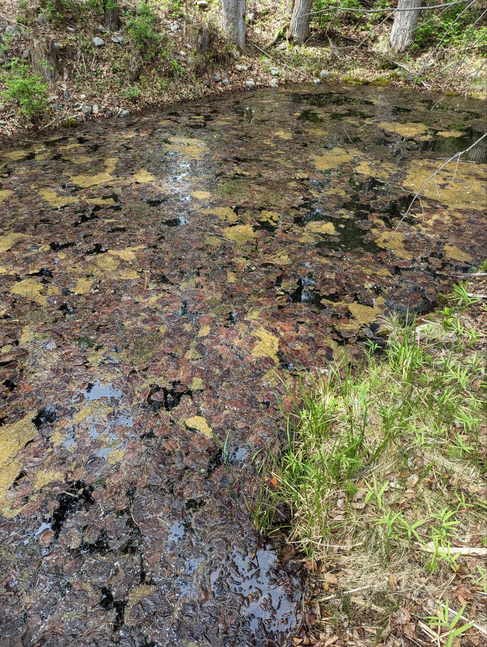 Stevensville, Montana 59870, United States, ,Commercial,Active,252329