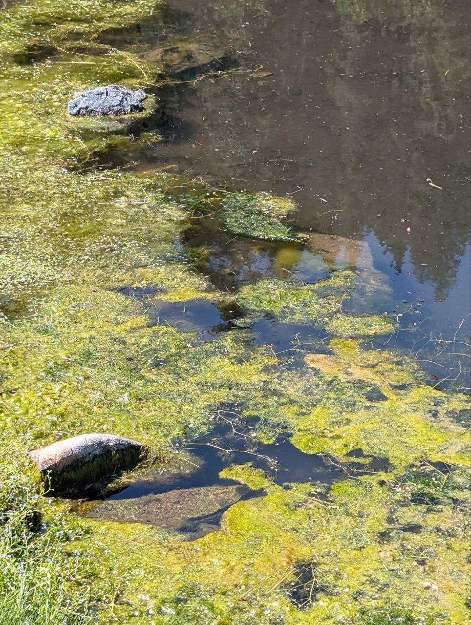 BLUE MOOSE PONDS, LLC