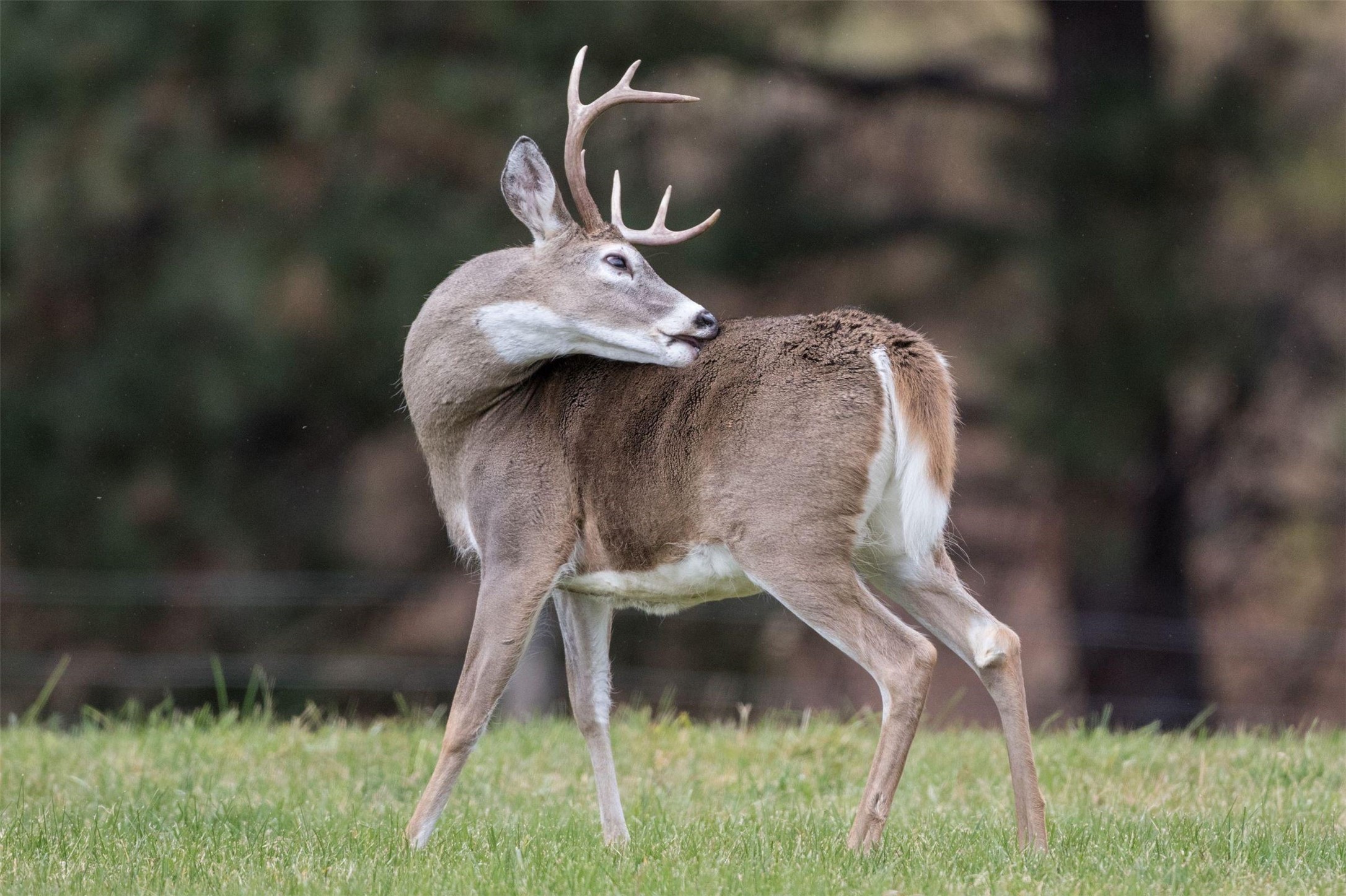 Darby, Montana 59829, United States, 12 Bedrooms Bedrooms, ,16 BathroomsBathrooms,Residential,Pending,61822