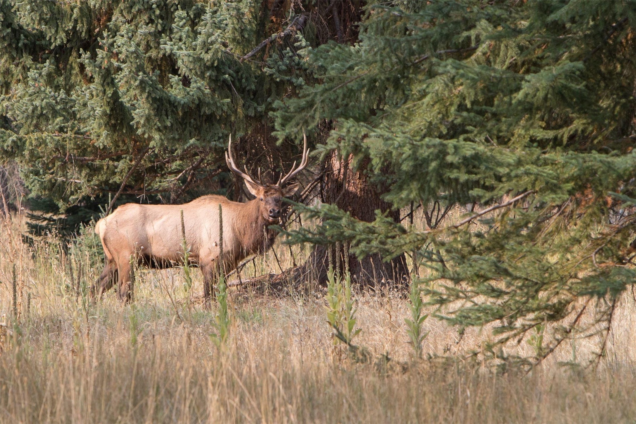 Darby, Montana 59829, United States, 12 Bedrooms Bedrooms, ,16 BathroomsBathrooms,Residential,Pending,61822