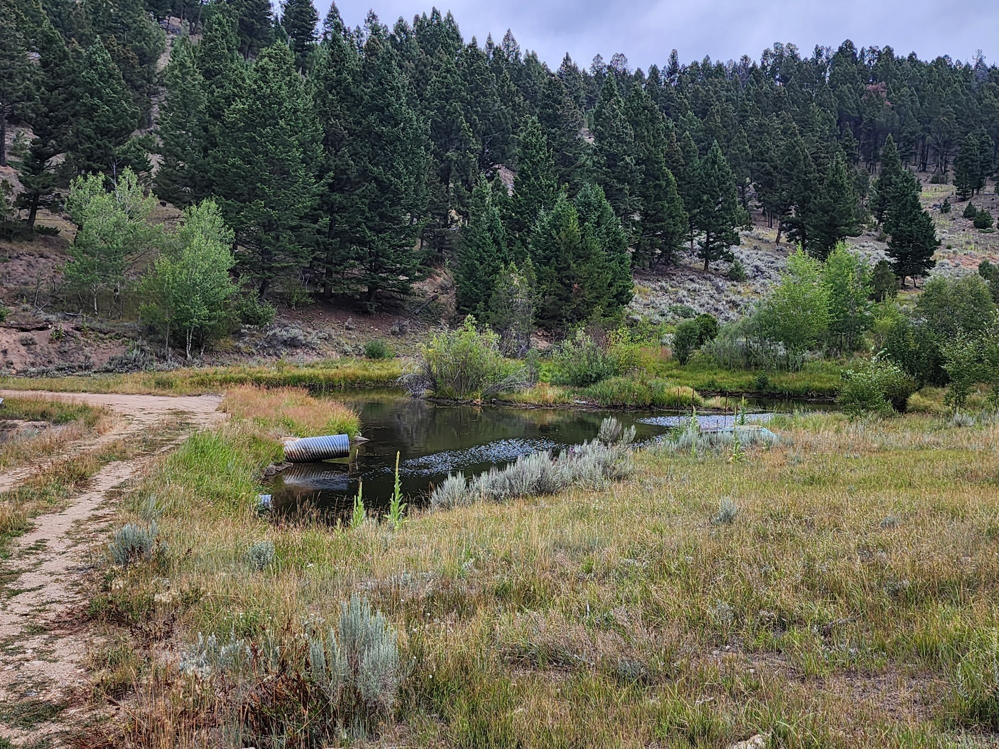 TBD Big Limber Gulch - Photo 4