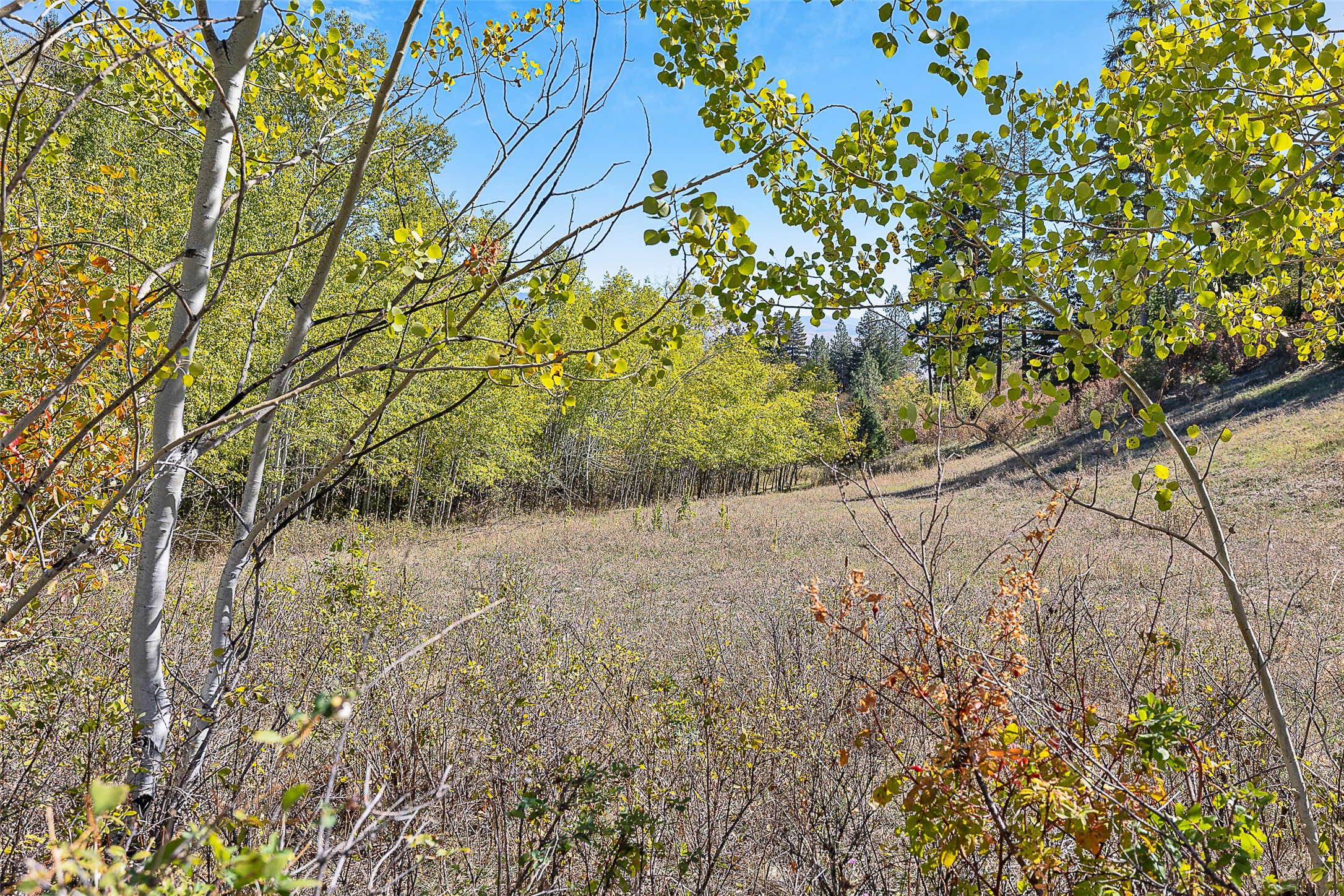 000 McClain Creek Meadows