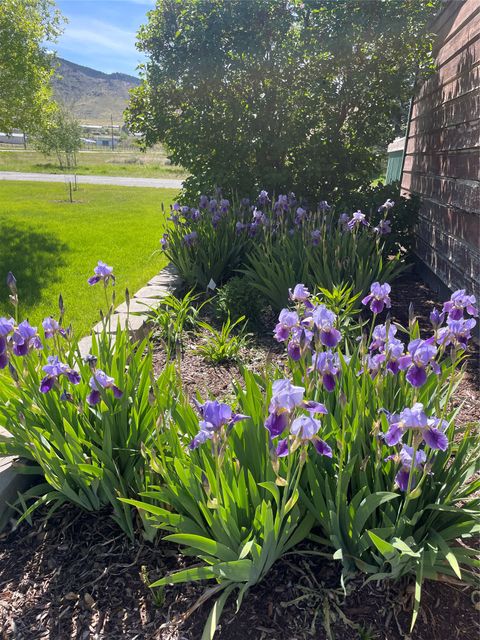 Tiny photo for 7105 Rosemary Drive, Helena, MT 59602 (MLS # 30069539)