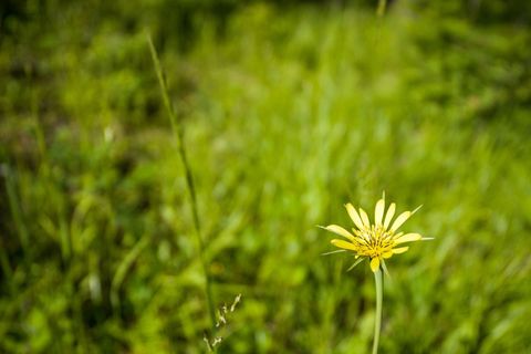 Tiny photo for 234 Trading Post Trail, Bigfork, MT 59911 (MLS # 30070234)
