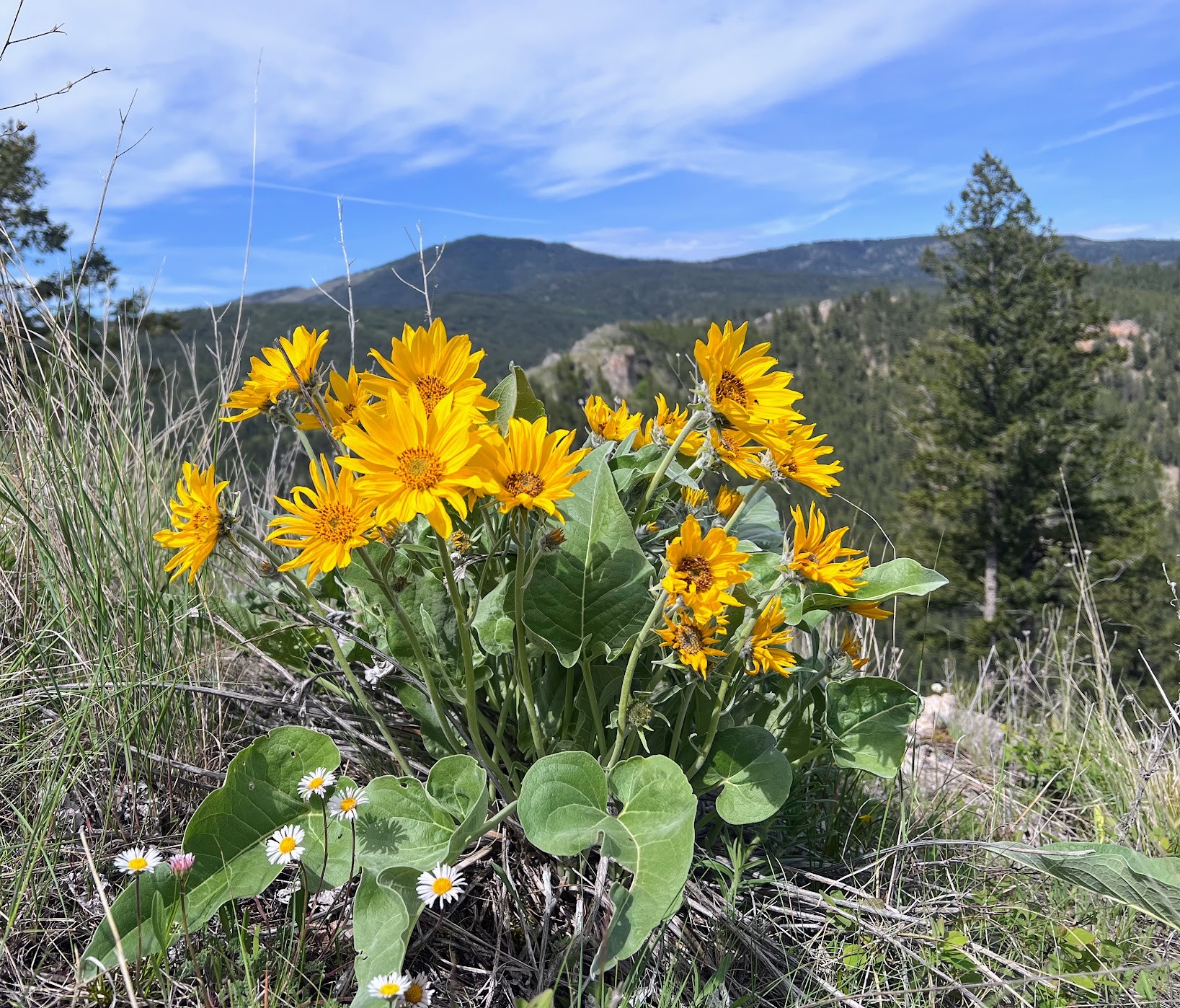 Drummond, Montana 59832, United States, ,Land,Pending,62434