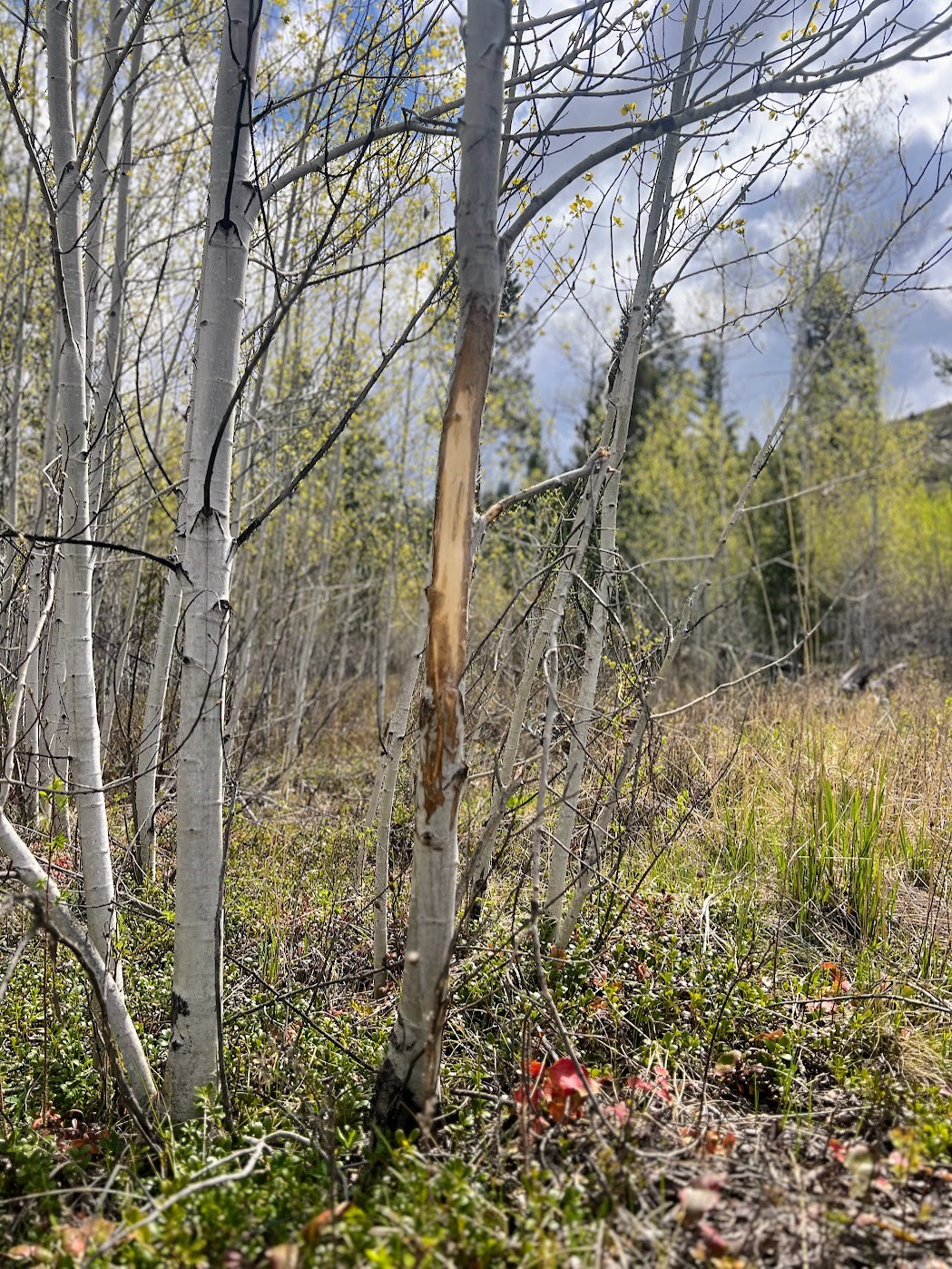 Drummond, Montana 59832, United States, ,Land,Pending,62434