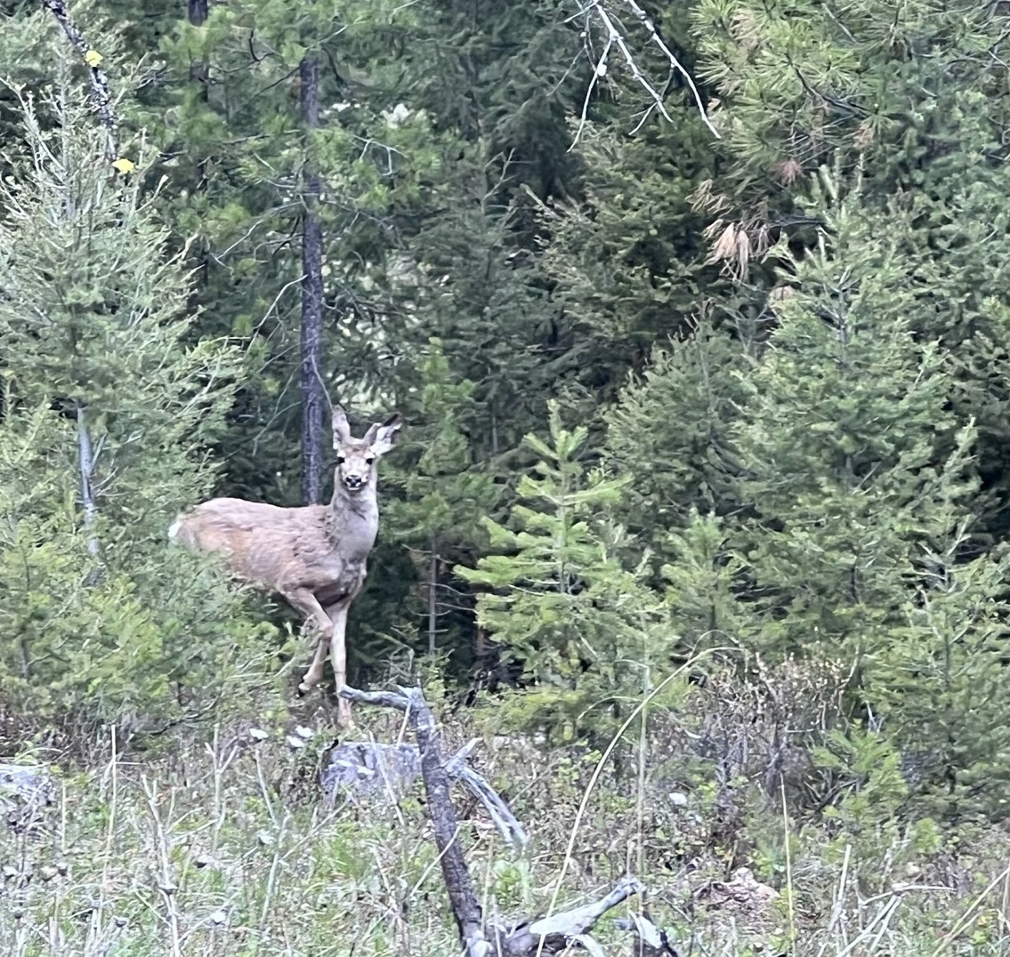Drummond, Montana 59832, United States, ,Land,Pending,62434