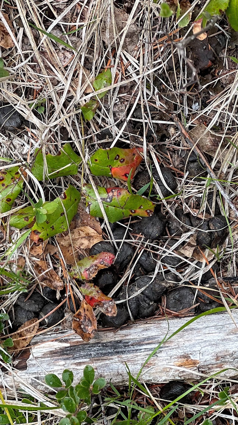 Drummond, Montana 59832, United States, ,Land,Pending,62434