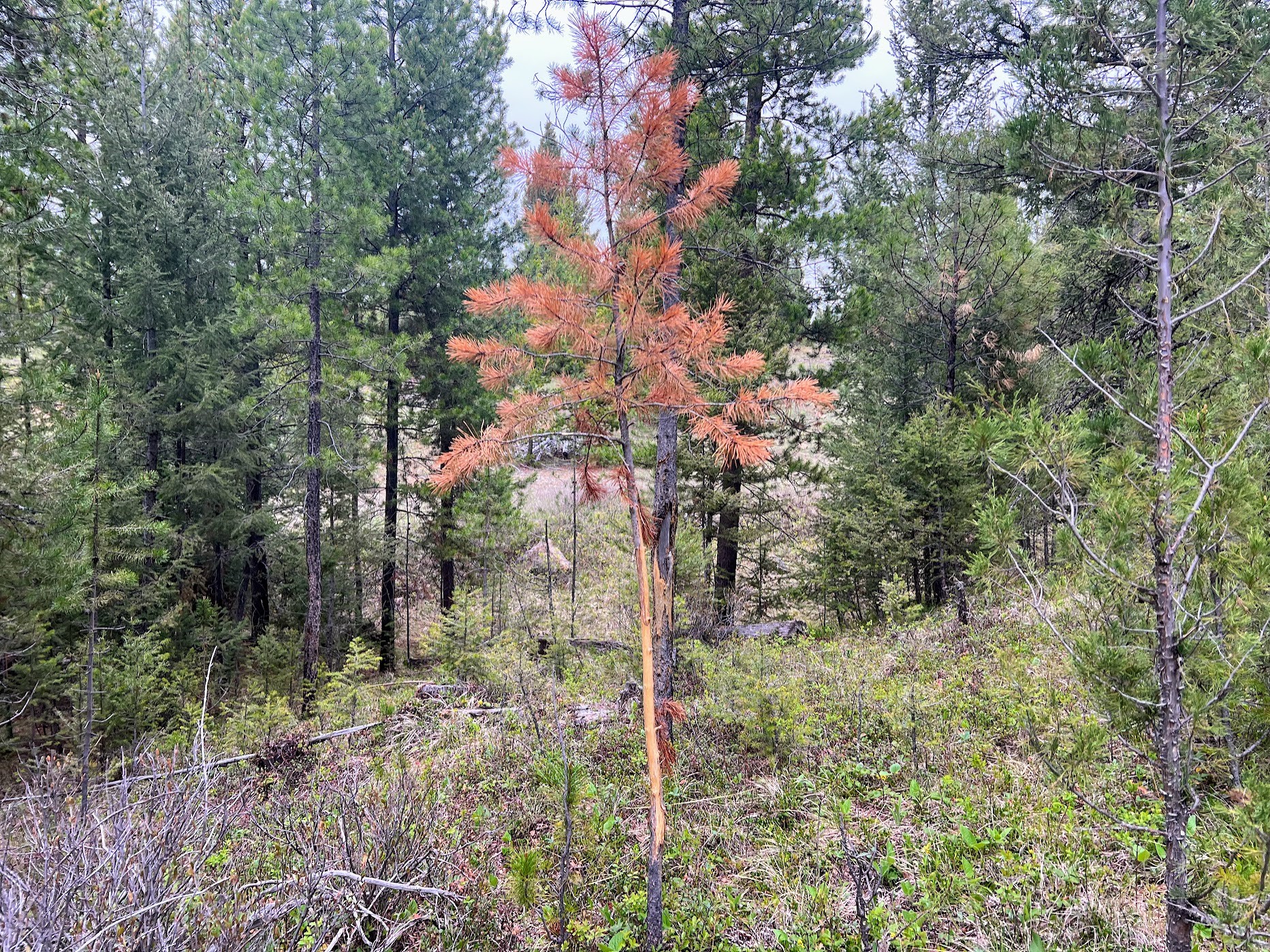 Drummond, Montana 59832, United States, ,Land,Pending,62434