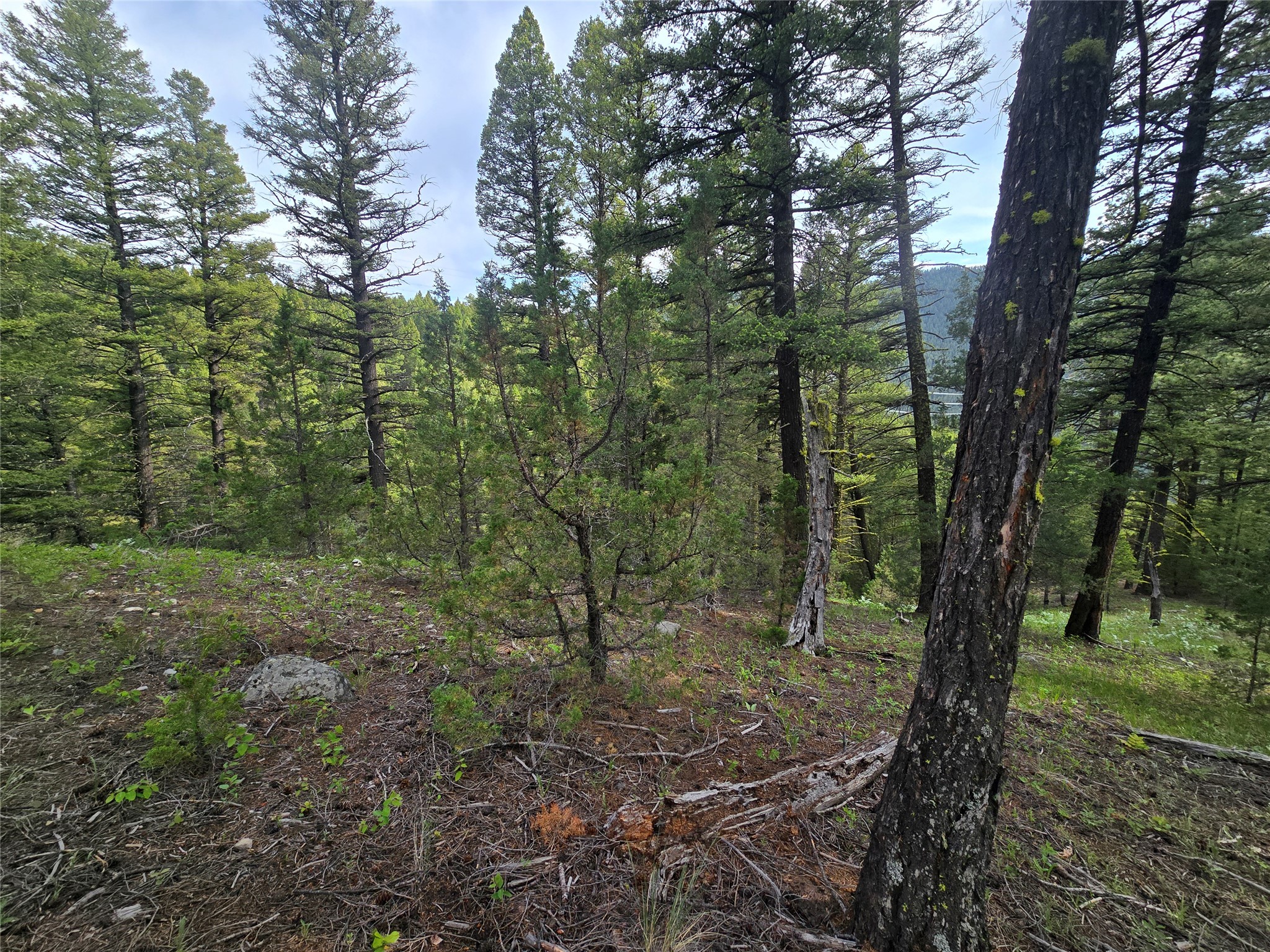 # Johnson Quarta Lode