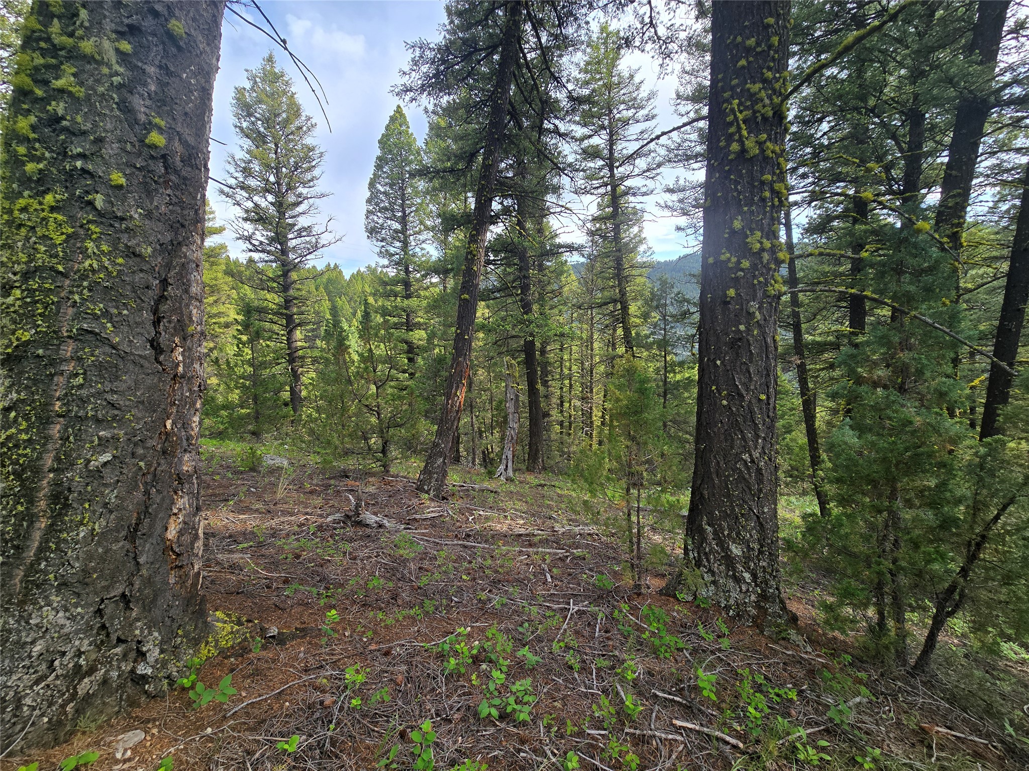 # Johnson Quarta Lode