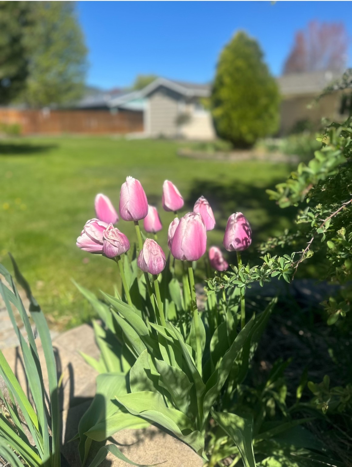 Lolo, Montana 59847, United States, 5 Bedrooms Bedrooms, ,2 BathroomsBathrooms,Residential,Pending,125199