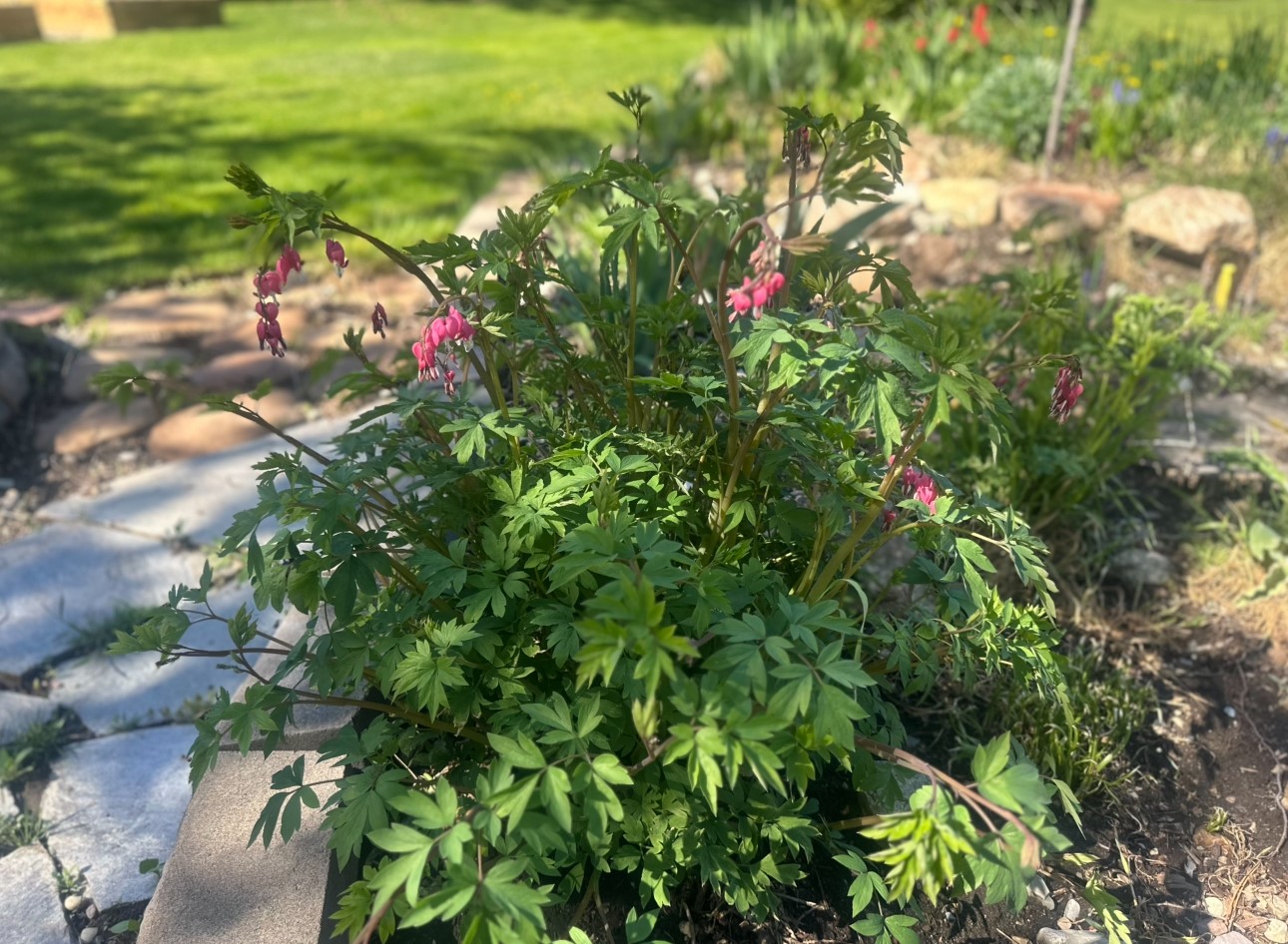 Lolo, Montana 59847, United States, 5 Bedrooms Bedrooms, ,2 BathroomsBathrooms,Residential,Pending,125199