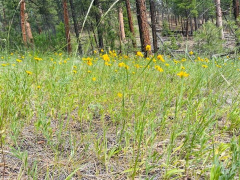 Tiny photo for NHN Upper Andy Creek Lane, Cascade, MT 59421 (MLS # 30076921)