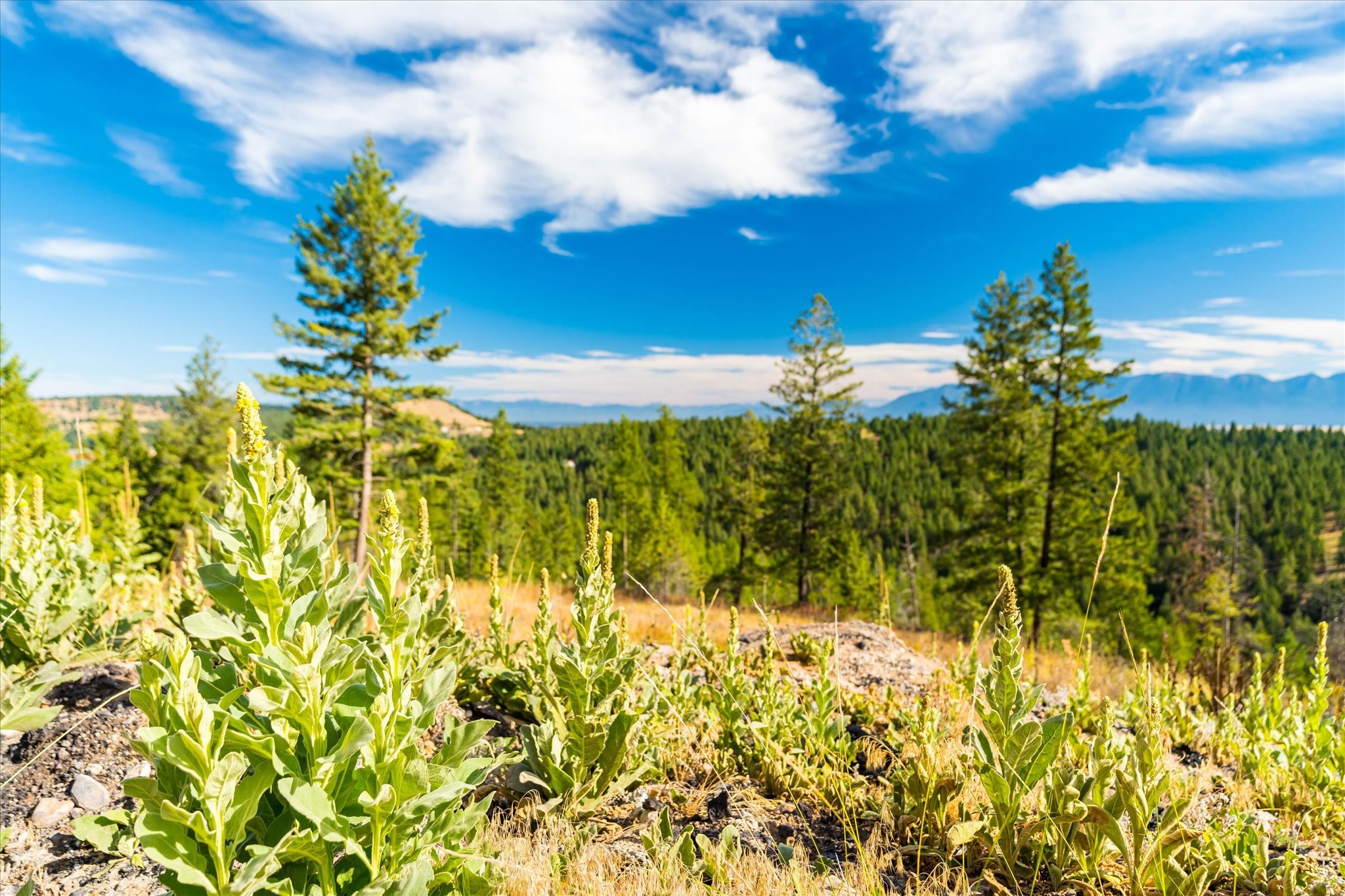 Kalispell, Montana 59901, United States, ,Land,Active,99322