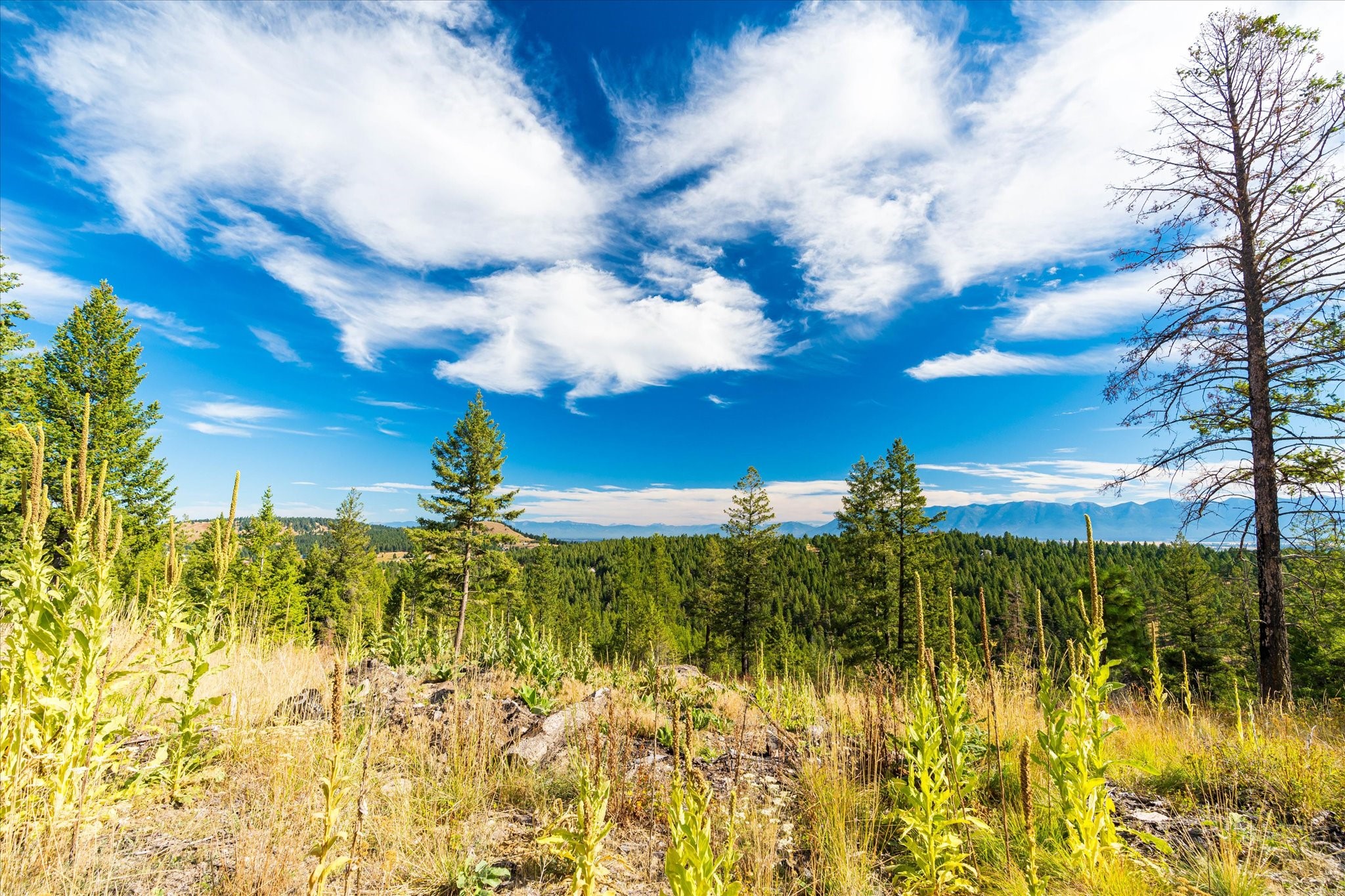 Kalispell, Montana 59901, United States, ,Land,Active,99322