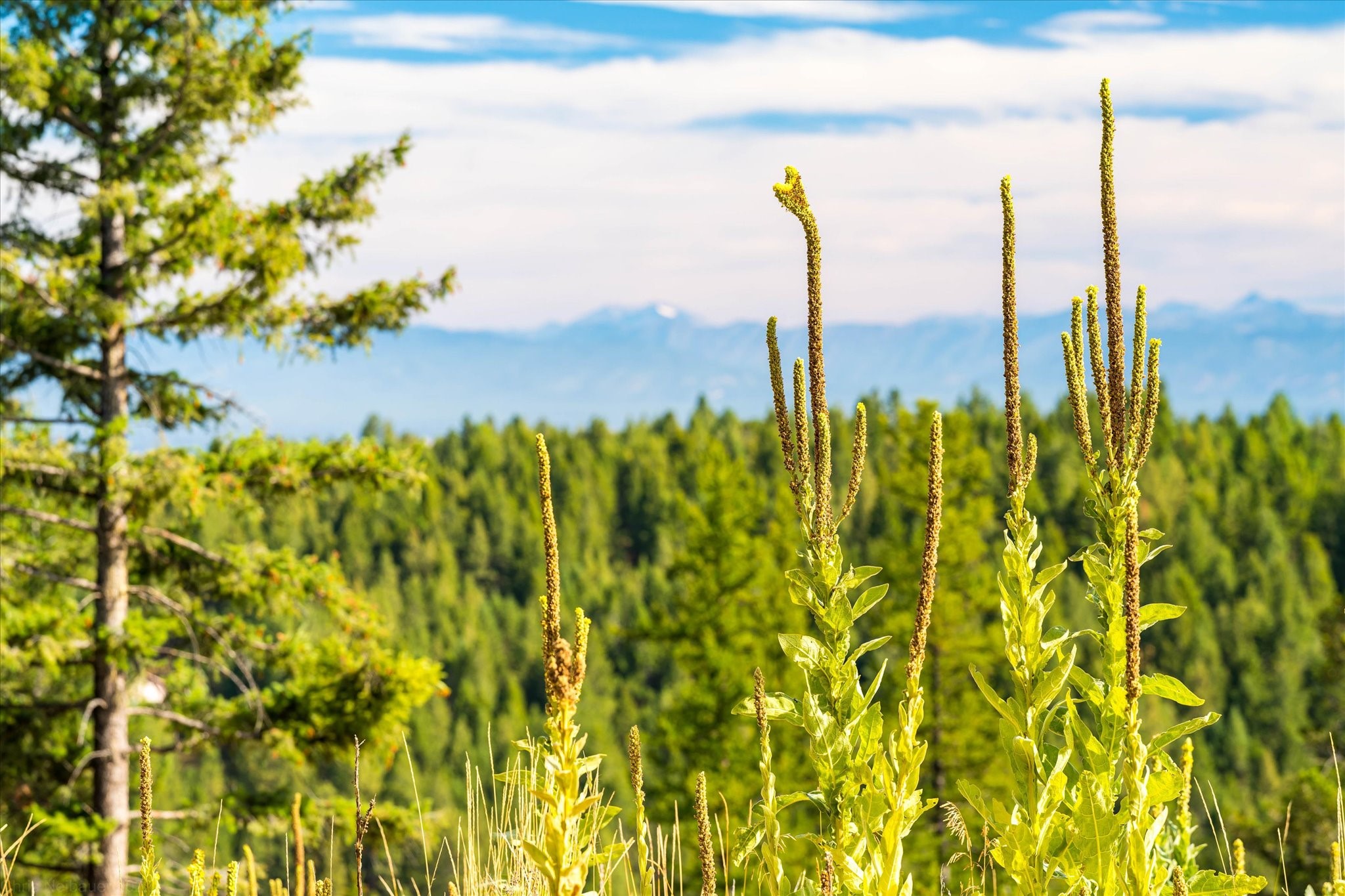 Kalispell, Montana 59901, United States, ,Land,Active,99322