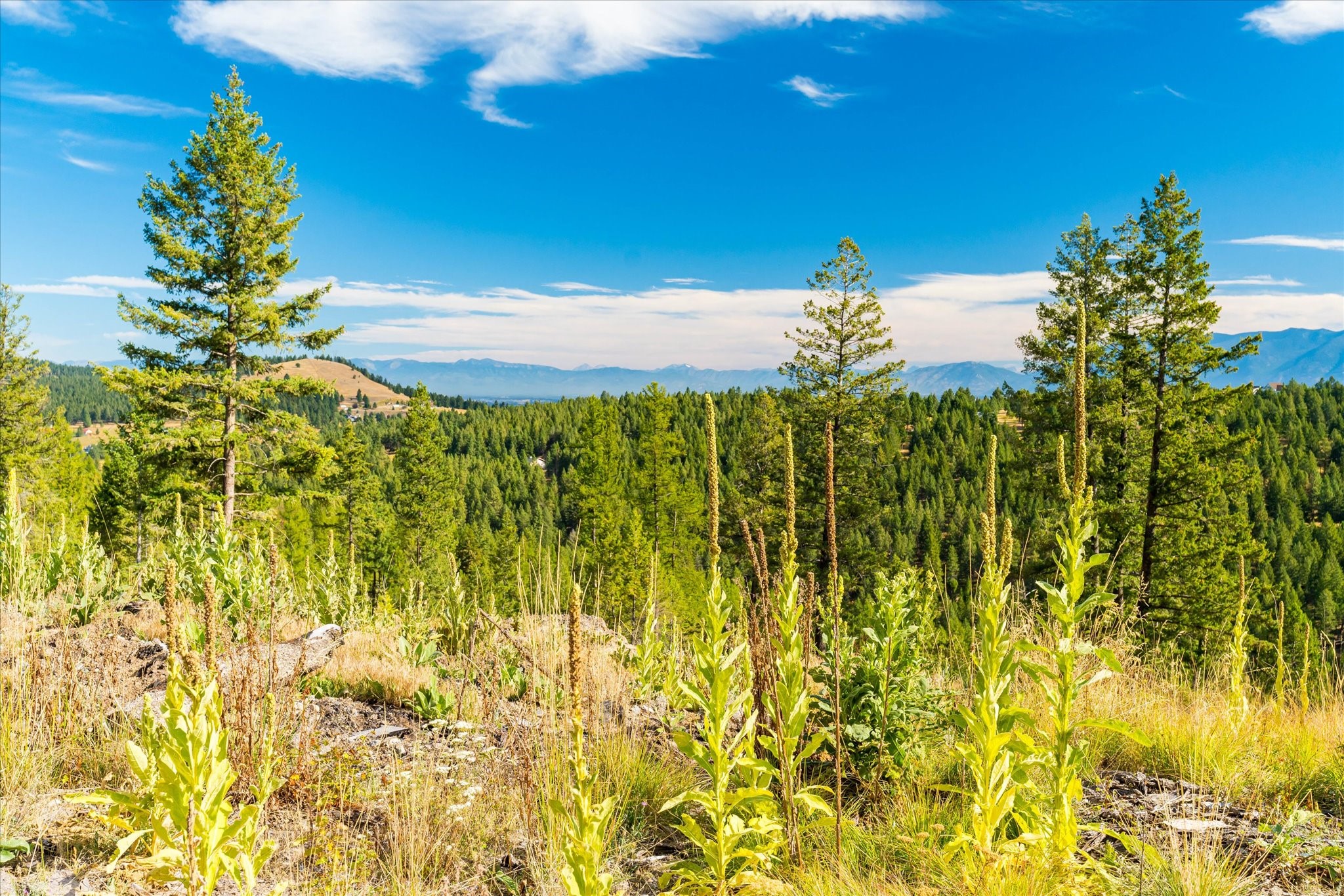 Kalispell, Montana 59901, United States, ,Land,Active,99322