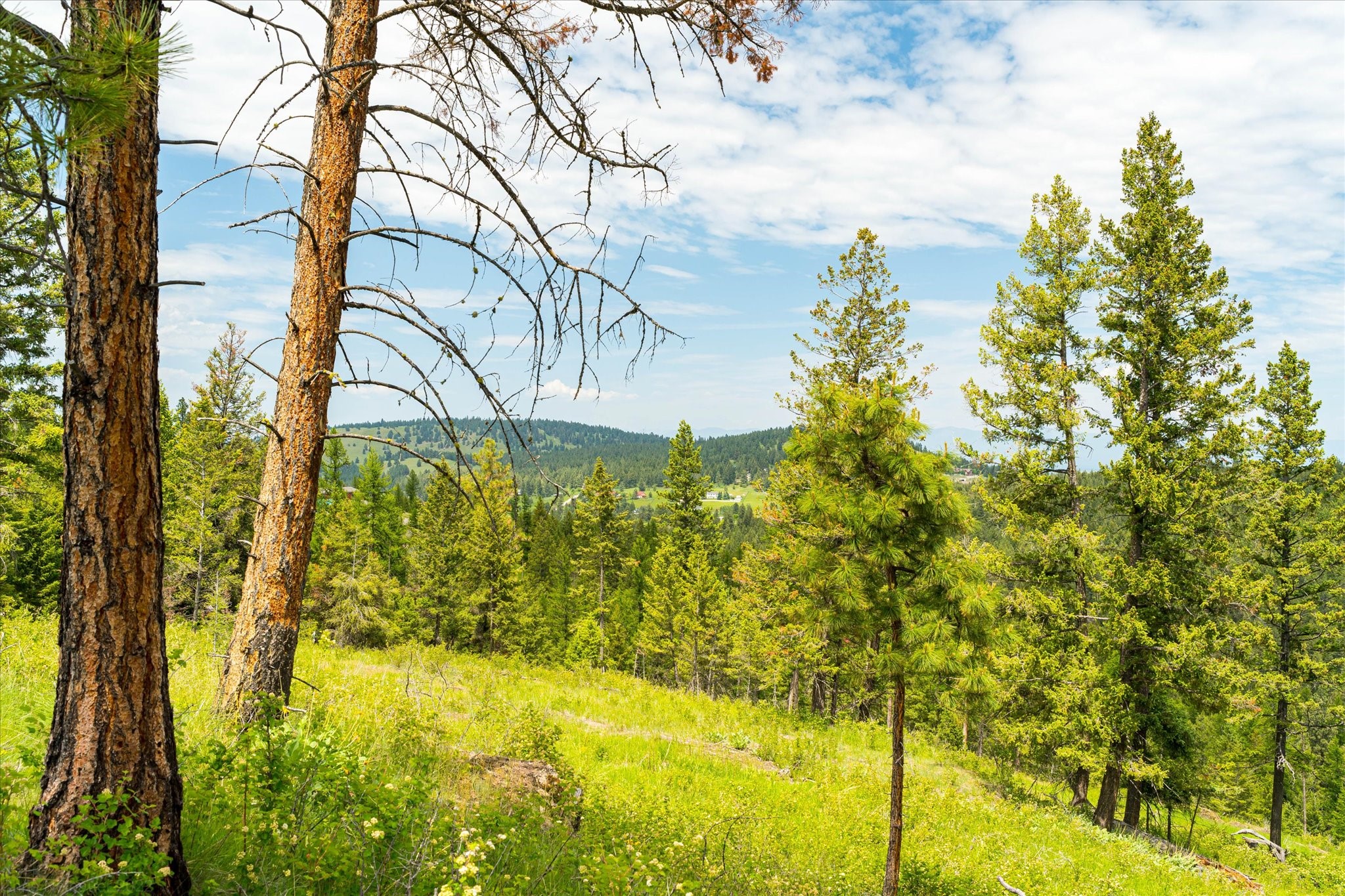 Kalispell, Montana 59901, United States, ,Land,Active,99322