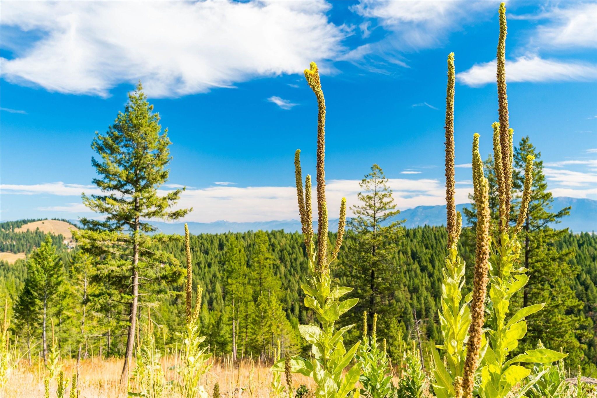 Kalispell, Montana 59901, United States, ,Land,Active,99322