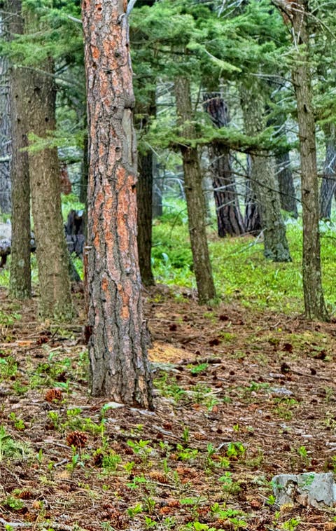 Tiny photo for TBD Arrowwood Estates Lane, Raynesford, MT 59469 (MLS # 30077150)