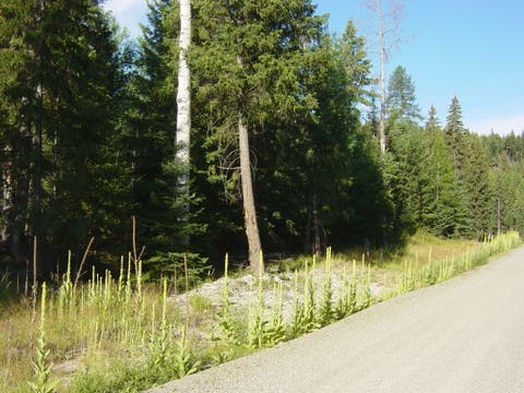 Tiny photo for NHN Lot 11 Davis Creek Road, Libby, MT 59923 (MLS # 30076626)