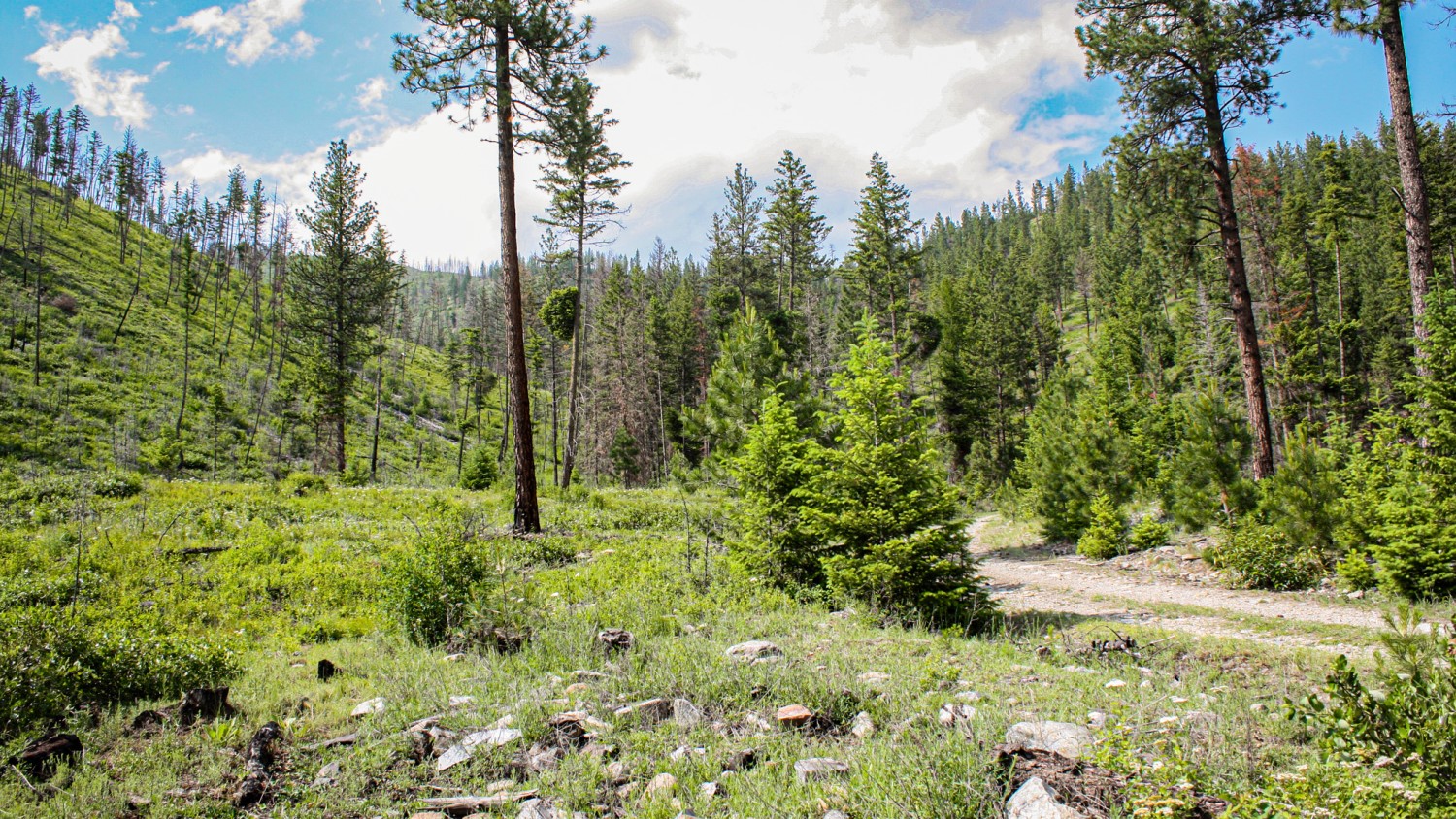 Nhn Swamp Creek Hunting Ranch