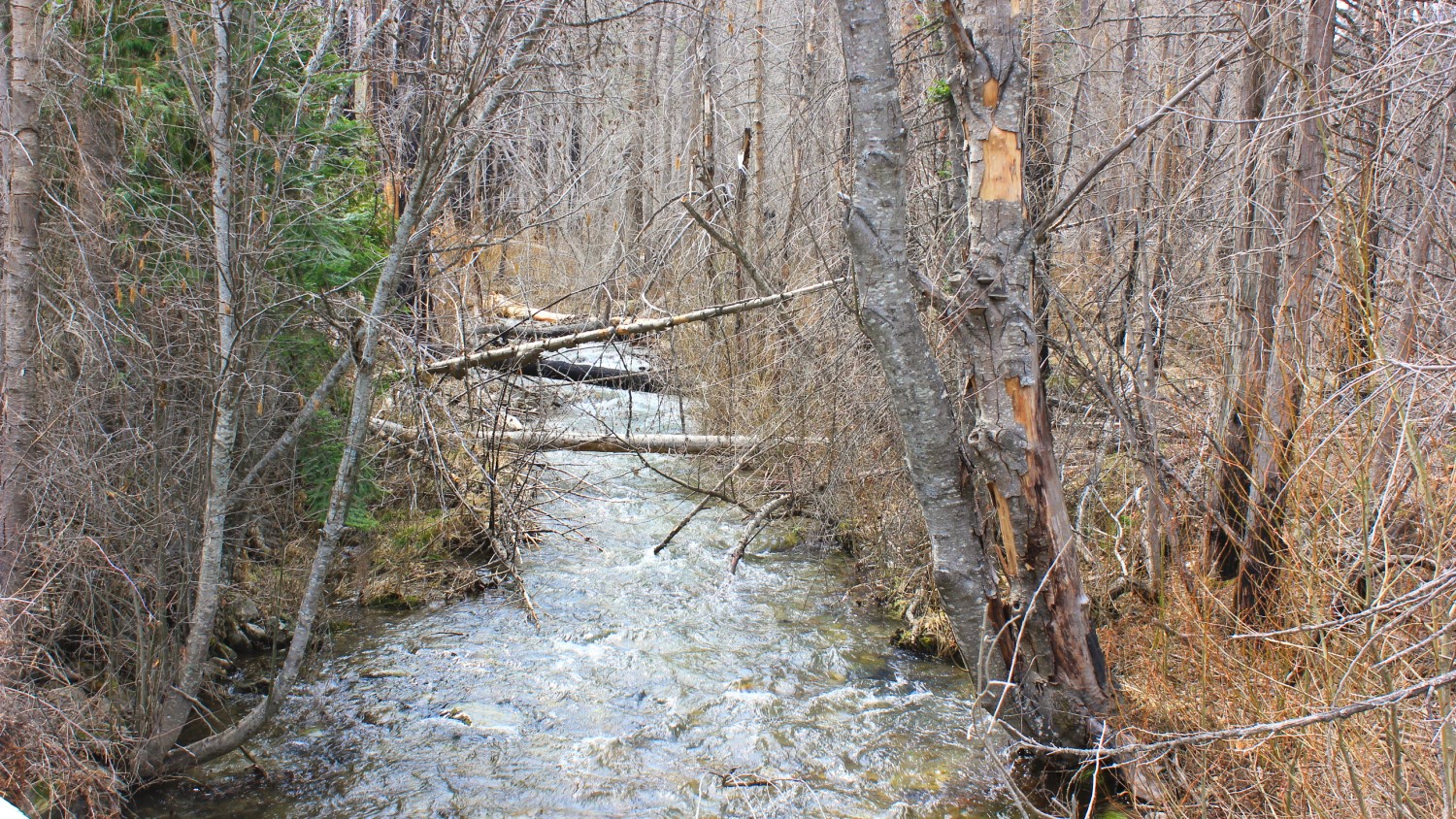 Nhn Swamp Creek Hunting Ranch