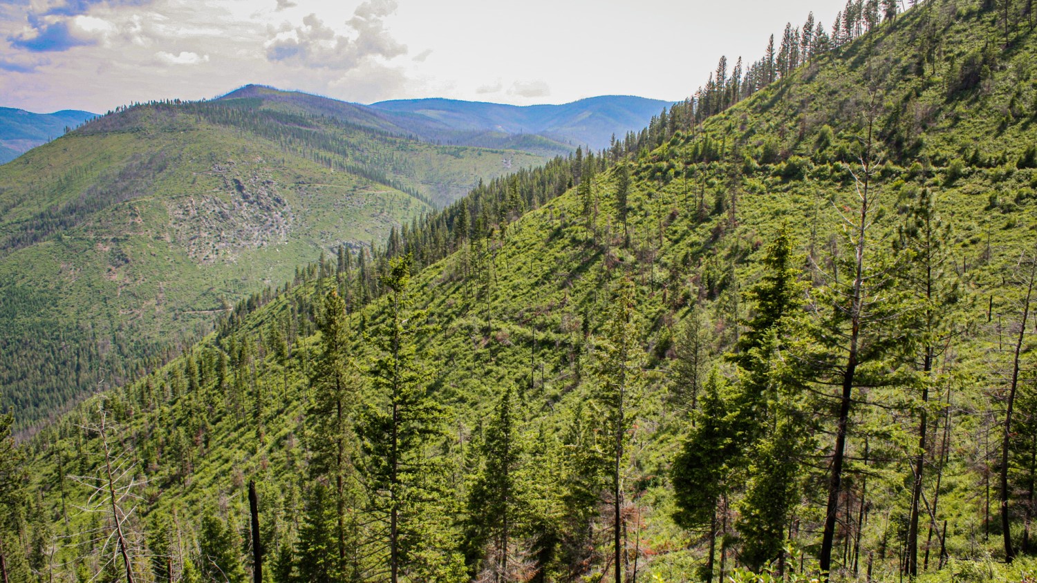 Nhn Swamp Creek Hunting Ranch