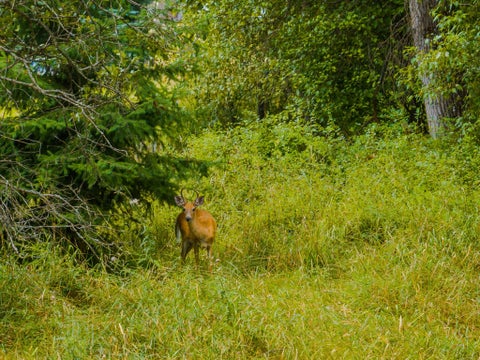 Tiny photo for 98 Dome Mountain Avenue, Libby, MT 59923 (MLS # 30076749)
