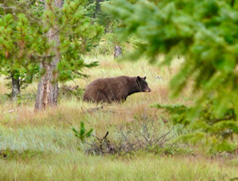 Tiny photo for 488 & 536 Grumpy Dog Road, Libby, MT 59923 (MLS # 30066149)