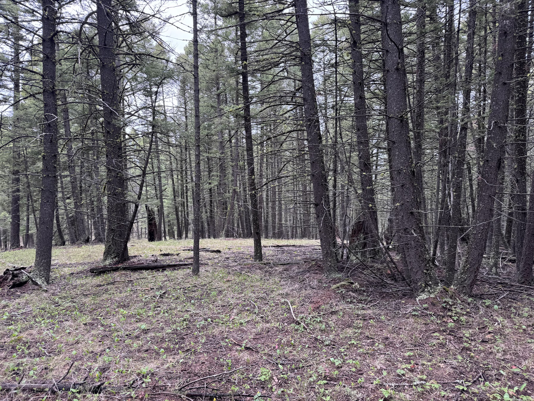 Helmville, Montana 59843, United States, ,Land,Active,137222