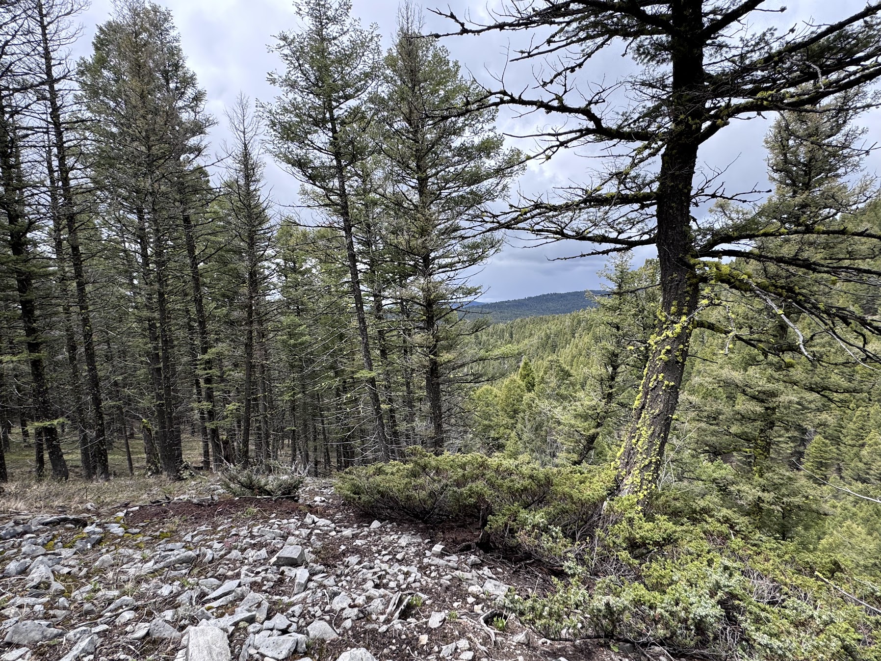 Helmville, Montana 59843, United States, ,Land,Active,137222