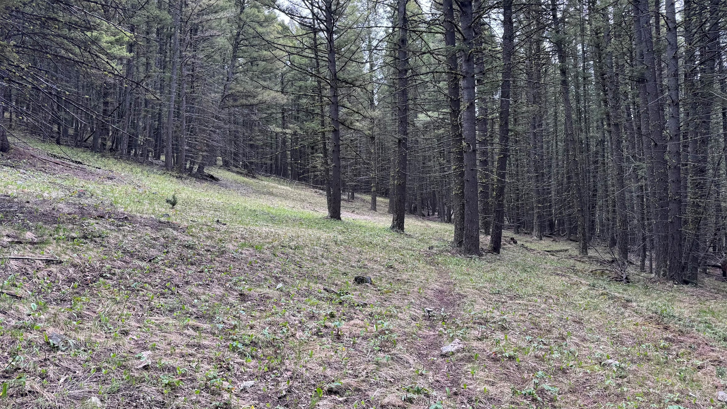 Helmville, Montana 59843, United States, ,Land,Active,137222