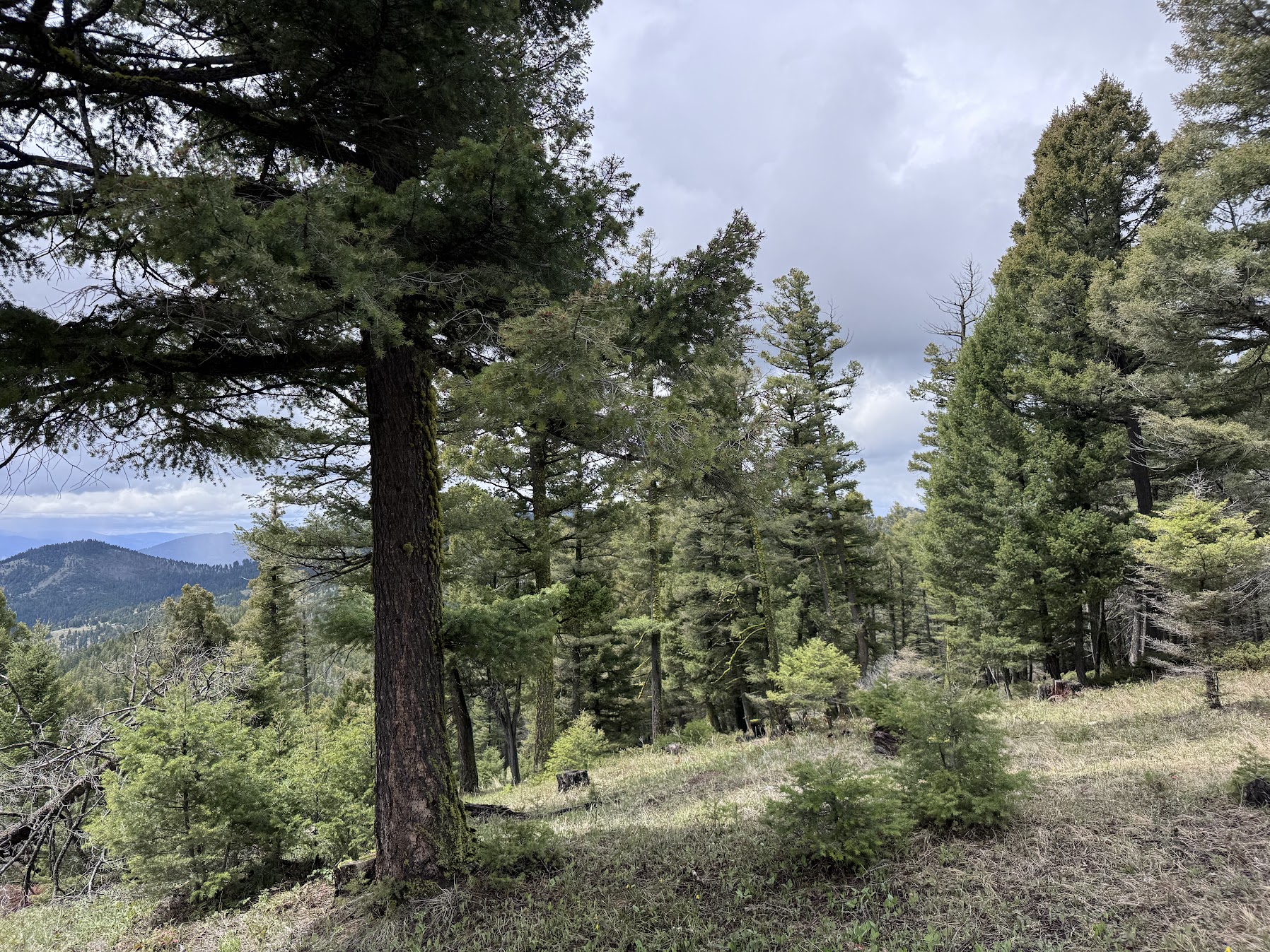 Helmville, Montana 59843, United States, ,Land,Active,137222